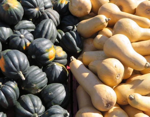 Harvesting and Storing Pumpkins and Winter
                Squash