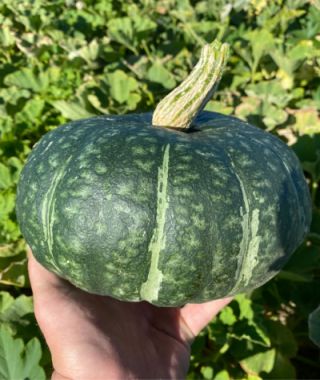 Zuccuri Kabocha Squash