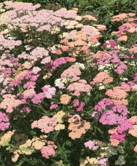 Yarrow
