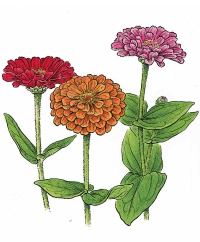 Bouquet Flowers