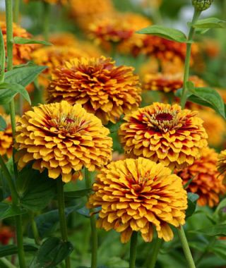 Macarenia Zinnia