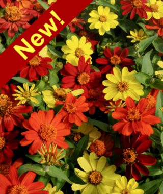 The Zahara Bonfire Zinnia Mixture 