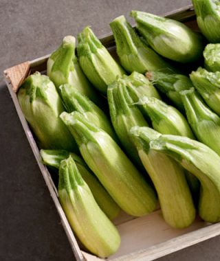 Bella Zucchini