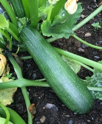 Summer Squash
