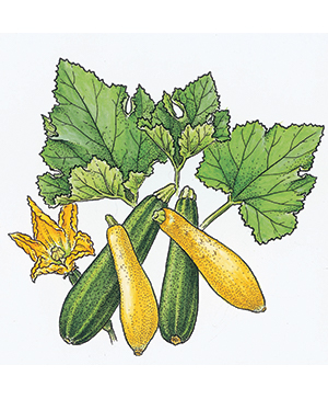 Zucchini Bread