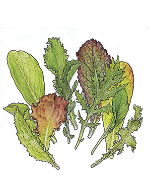 Arrows Garden Salad