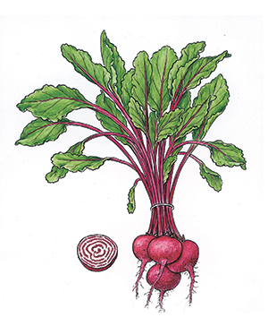 Beet Salad with Apples and Walnut Oil Vinaigrette