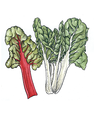 Chard Lasagna