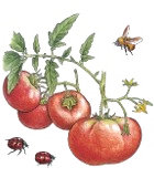 Kitchen Garden Seeds
